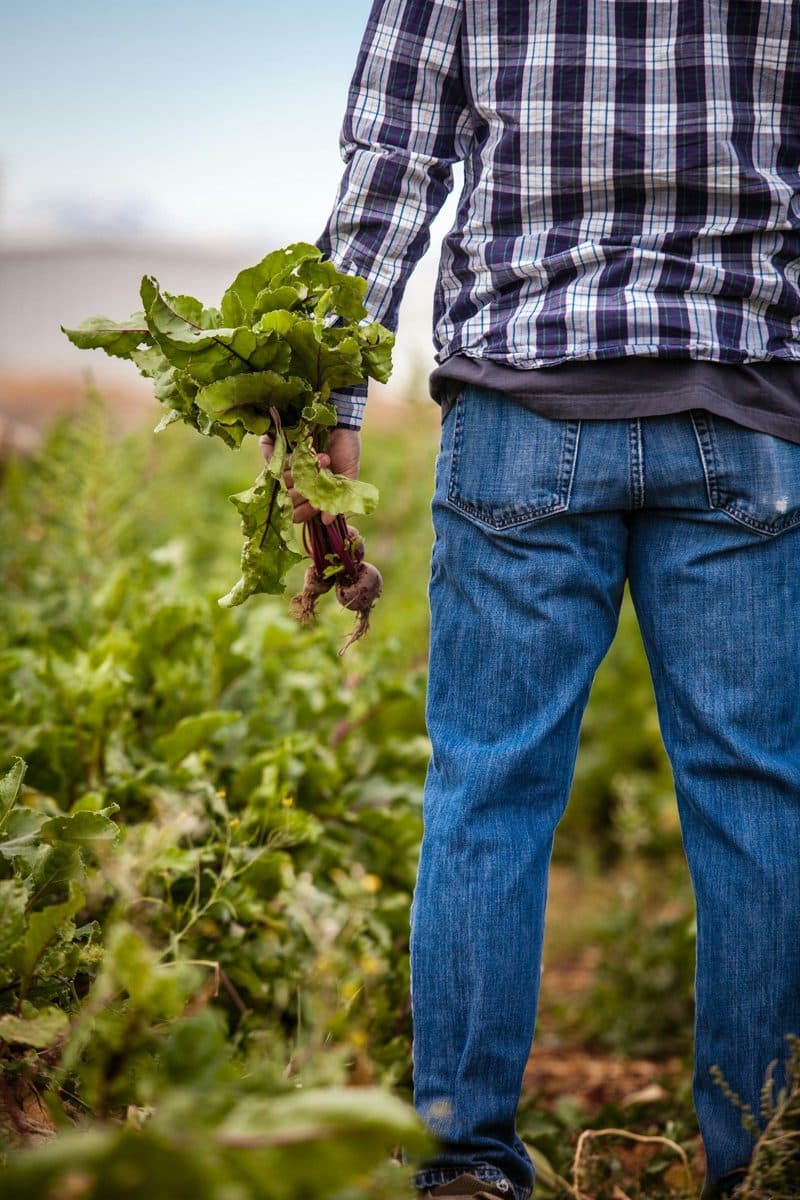 A farmer holding freshly pulled beets in a field